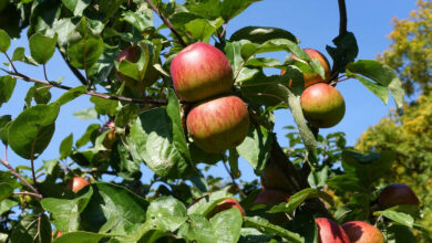 Land unterstützt Obstbaubetriebe bei Folgen des Klimawandels