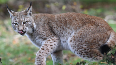 Luchs auf A98 bei Binzen überfahren