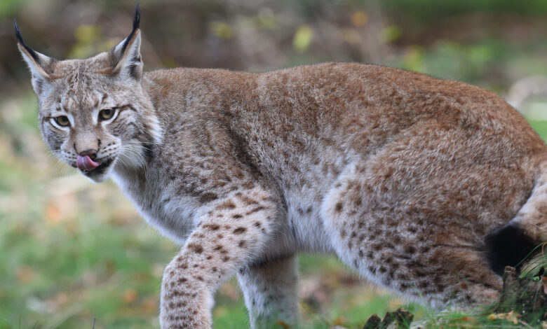 Luchs auf A98 bei Binzen überfahren