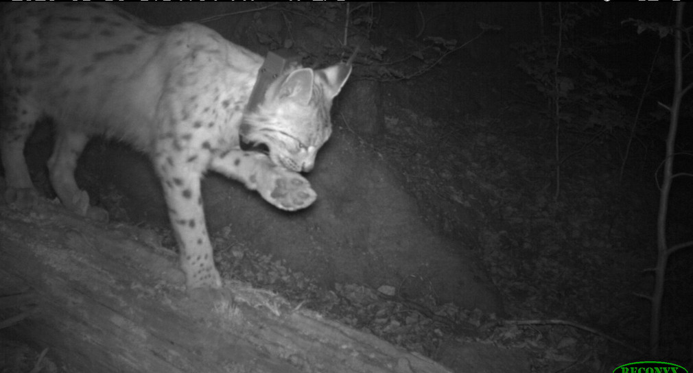 Luchs im Nordschwarzwald liefert weiterhin Daten für das Wildtiermonitoring