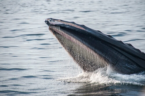 PENDLE-Preisausblick, da Wale Token auf Binance hinterlegen