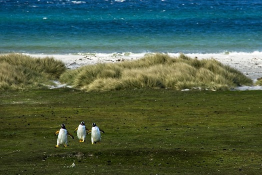 PENGU überholt WIF und GRT, da die Marktkapitalisierung um 521 % steigt