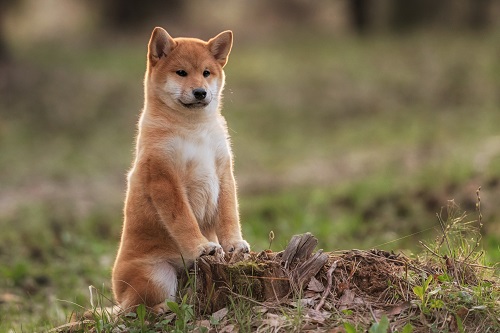 Preisausblick für Shiba Inu (SHIB) und Aptos (APT).