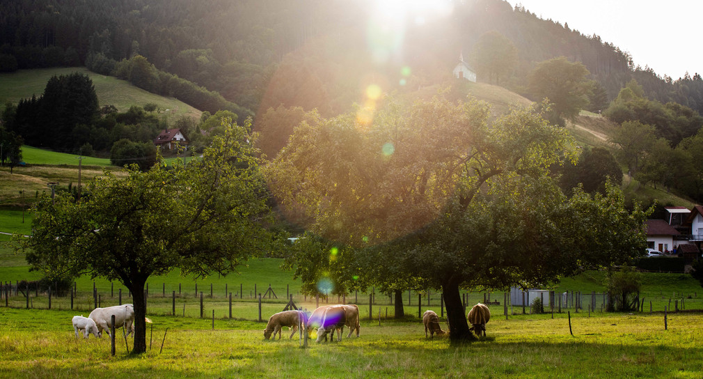 Projekt zum Schutz von Grünlandflächen im zentralen Schwarzwald 