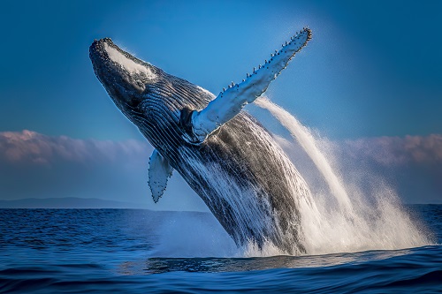 RPL-Wale signalisierten lokale Spitze