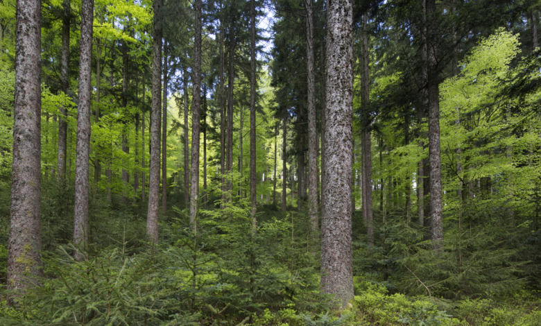 Rauchverbot in den Wäldern Baden-Württembergs beginnt
