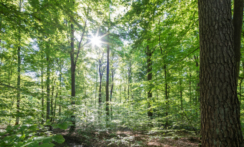 Regelungen zum Grillen im Wald beachten