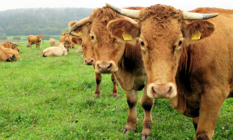 Rind in Schluchsee tot aufgefunden