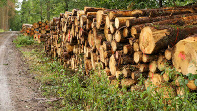 Ausnahmeregelung für schwerere Schadholztransporte
