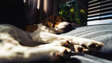 Schützen Sie Ihren Hund vor der Grippe – wie Sie ihn sicher und gesund halten
