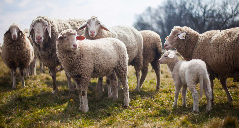 Sechs Schafe in der Gemeinde Limbach angegriffen