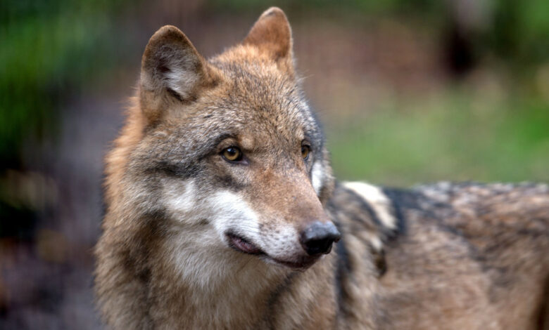 Sicherer Wolfsnachweis in Dettenheim