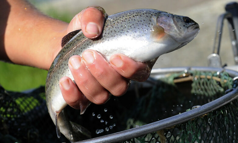 Neues Förderprogramm für Aquakultur und Fischerei gestartet