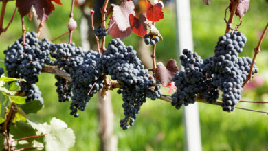 Weinbau-Förderung startet am 15. Juli 2024