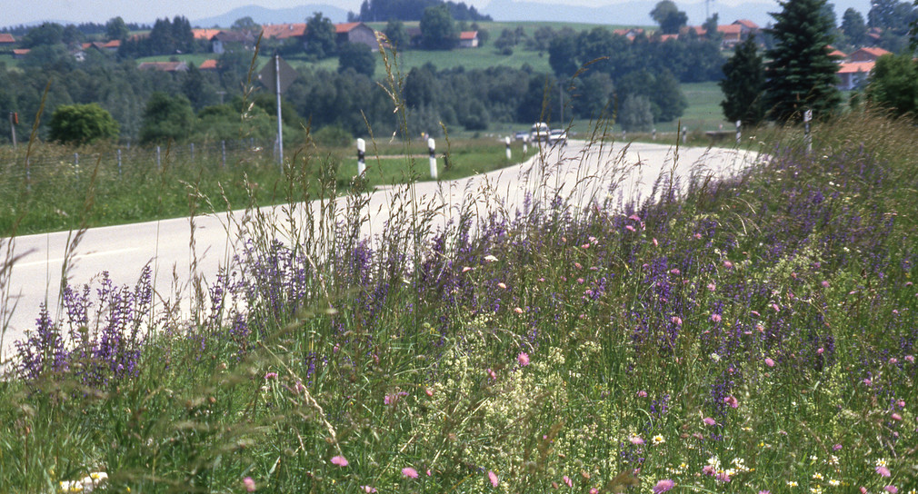 Straßenränder als Lebensraum für Pflanzen und Tiere