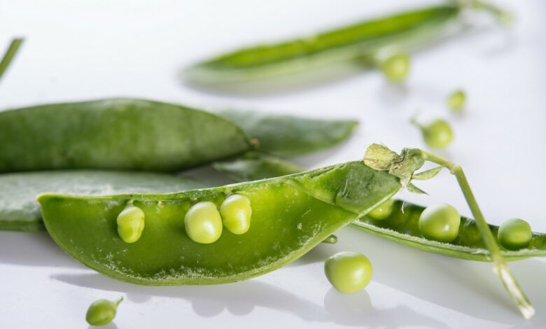 Stuttgarter Bohnentag zeigt Bedeutung lokaler Ernährungsinitiativen