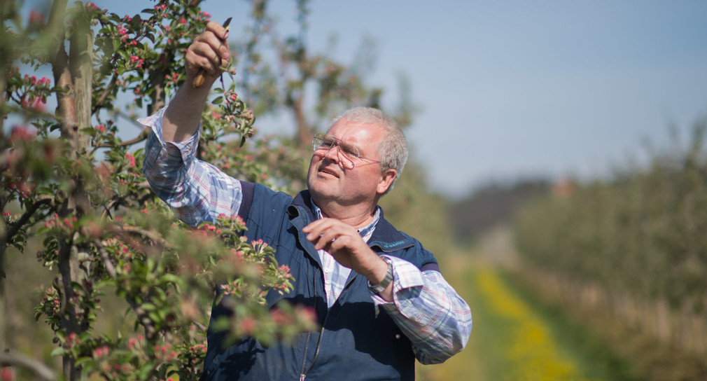 Subventionen für Obst- und Weinbau-Ertragsversicherungen