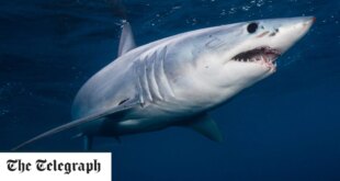 Hai tötet zweiten Touristen in Ägypten, da Leiche Stunden nach erstem Opfer gefunden wird
