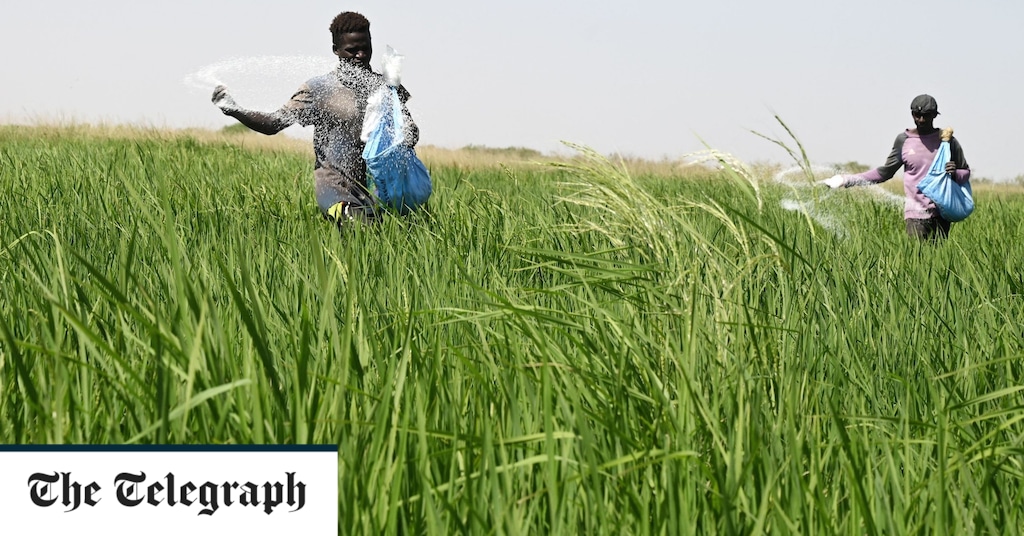 Steigende Düngemittelpreise „verursachen weltweit mehr Hunger als Russlands Getreideblockade“