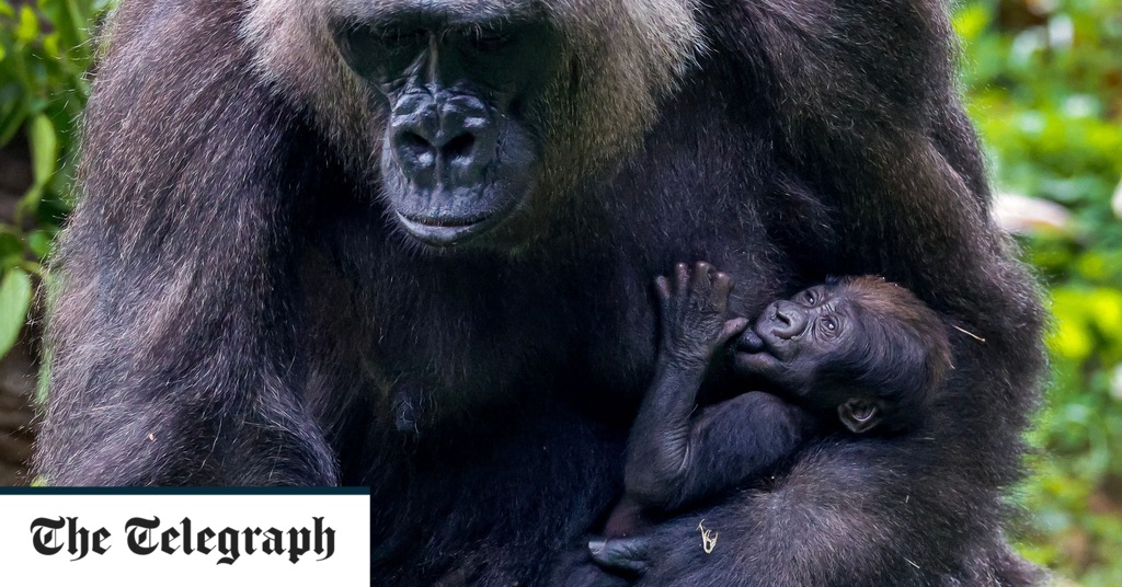 Google deaktiviert die Möglichkeit, Fotosammlungen nach Gorillas wegen rassistischer KI zu durchsuchen