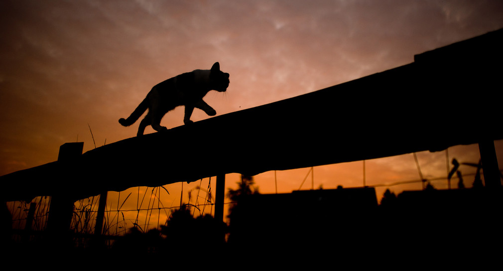 Tierschutzbeauftragter begrüßt Bemühungen um die Katzenschutzverordnung in Stuttgart