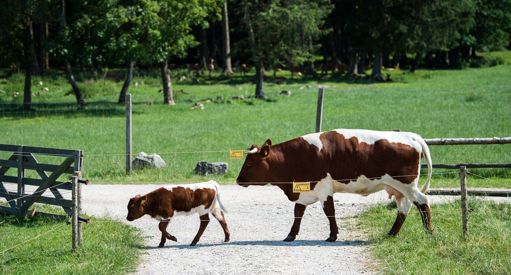 Totes Kalb in der Gemeinde Titisee-Neustadt gefunden