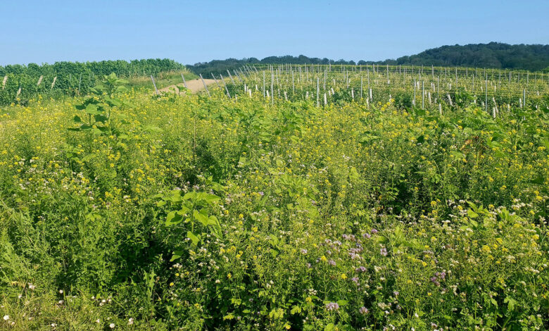 Rasche Umsetzung zur Ausnahme der Flächenstilllegung gefordert