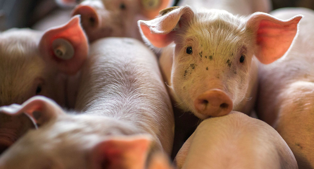 Verbot, Schweine gegen den Bauern in Rottweil zu halten