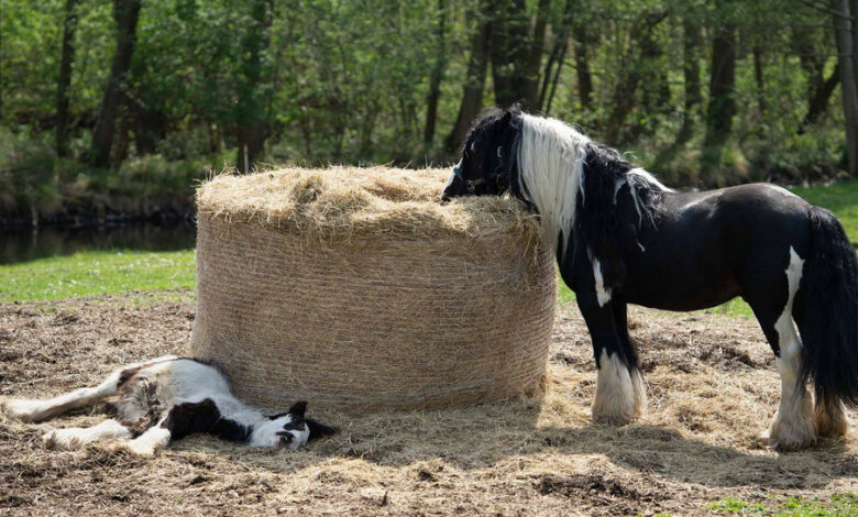 Verletztes Pony im Landkreis Konstanz aufgefunden