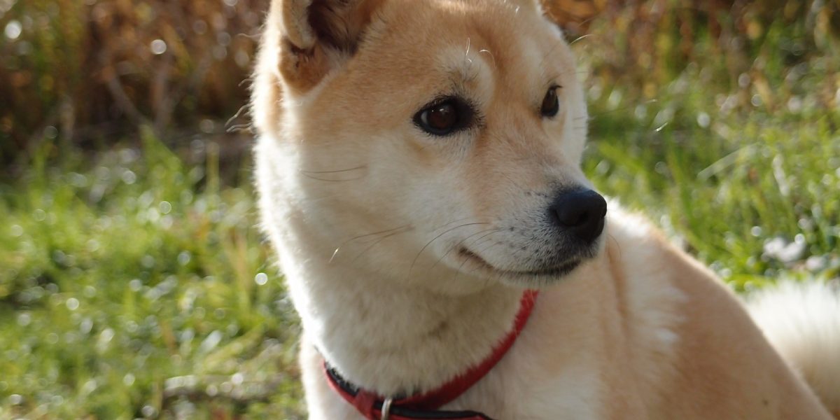 Vitalik Buterin verbrennt Shiba Inu im Wert von 6 Milliarden US-Dollar, um Kritiker zum Schweigen zu bringen