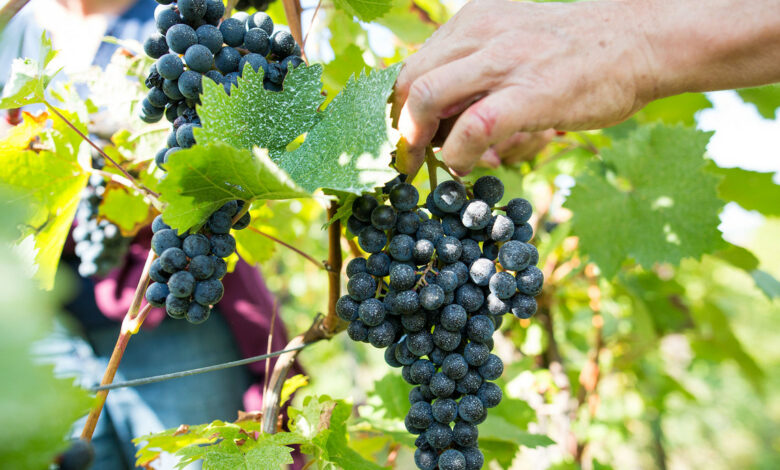 Digitalisierung der Weinwirtschaft