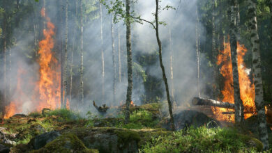 Waldbrandgefahr steigt stetig