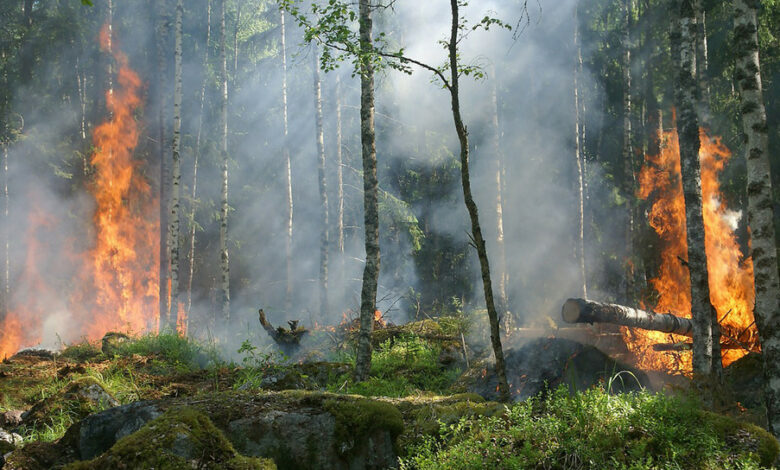 Waldbrandgefahr steigt stetig