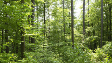 Waldzustandsbericht 2023 zeigt weiteren Handlungsbedarf