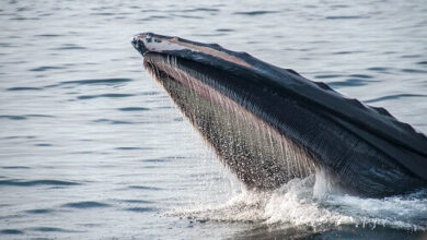 Wale häufen ONDO inmitten einer RWA-Token-Kaufwut an