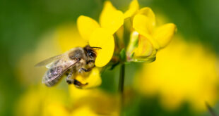 Neuer Leitfaden zur Förderung von Wildbienen