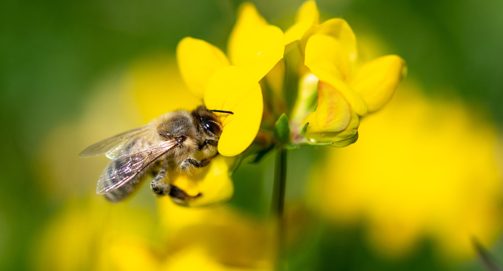 Weltbienentag am 20. Mai 