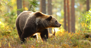 Wie man beim Hodling einen Krypto-Bärenmarkt überlebt