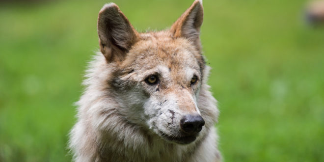 Wieder Wolf im Stadtteil Neckar-Odenwald