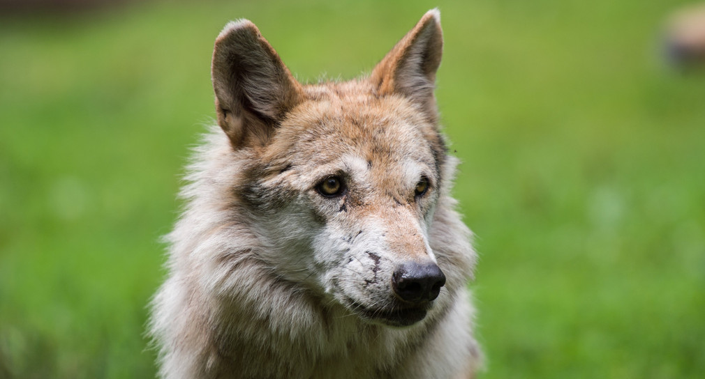 Wieder Wolf im Stadtteil Neckar-Odenwald