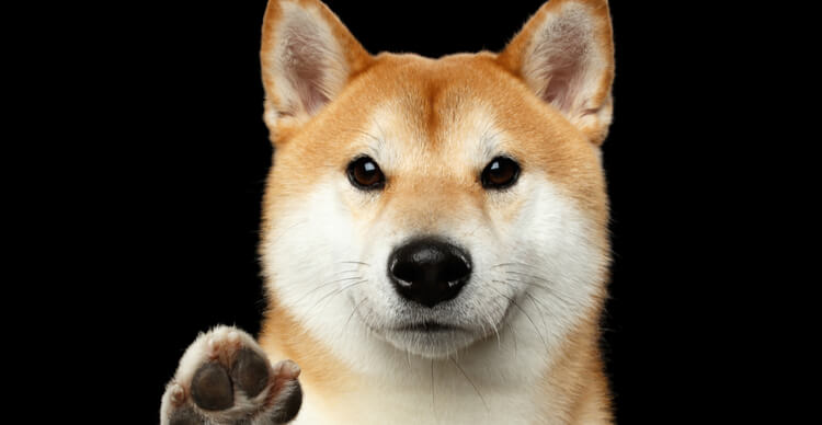 Wo kann man ShibaCash kaufen: Die neue Hunde-Meme-Münze?