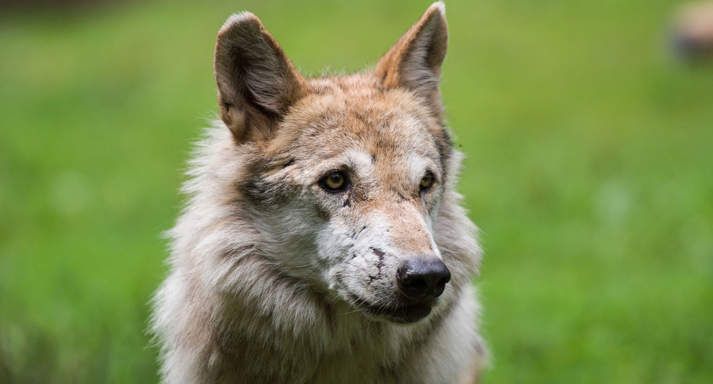 Wolf reißt Hirsche im Neckar-Odenwald
