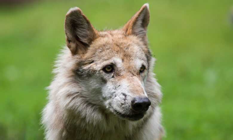 Wolf tötet Reh im Landkreis Böblingen