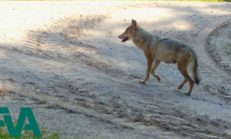 Wolfsnachwuchs im Südschwarzwald bestätigt