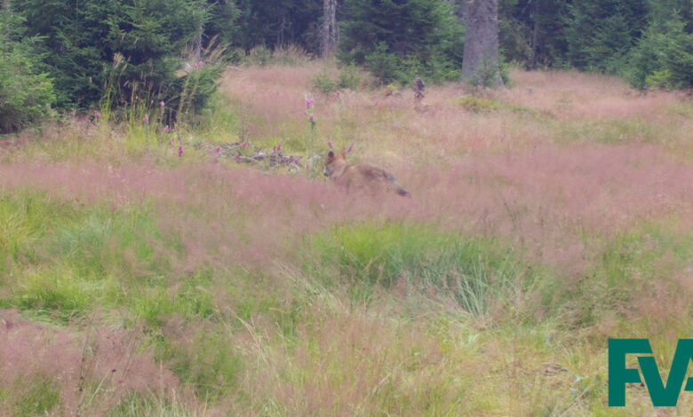 Fotofallenbild in der Gemeinde Schluchsee zeigt Wolfswelpen