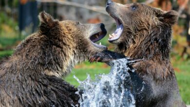 iZUMi Finance (IZI) fiel um 15 %, da die Bären bei der Notierung von KuCoin zuschlagen