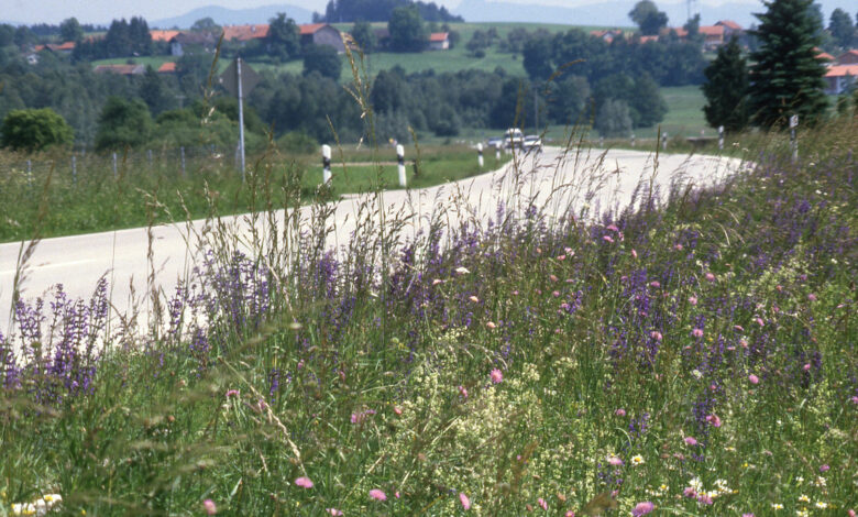 Wettbewerb für Arten- und Klimaschutz an Verkehrsflächen